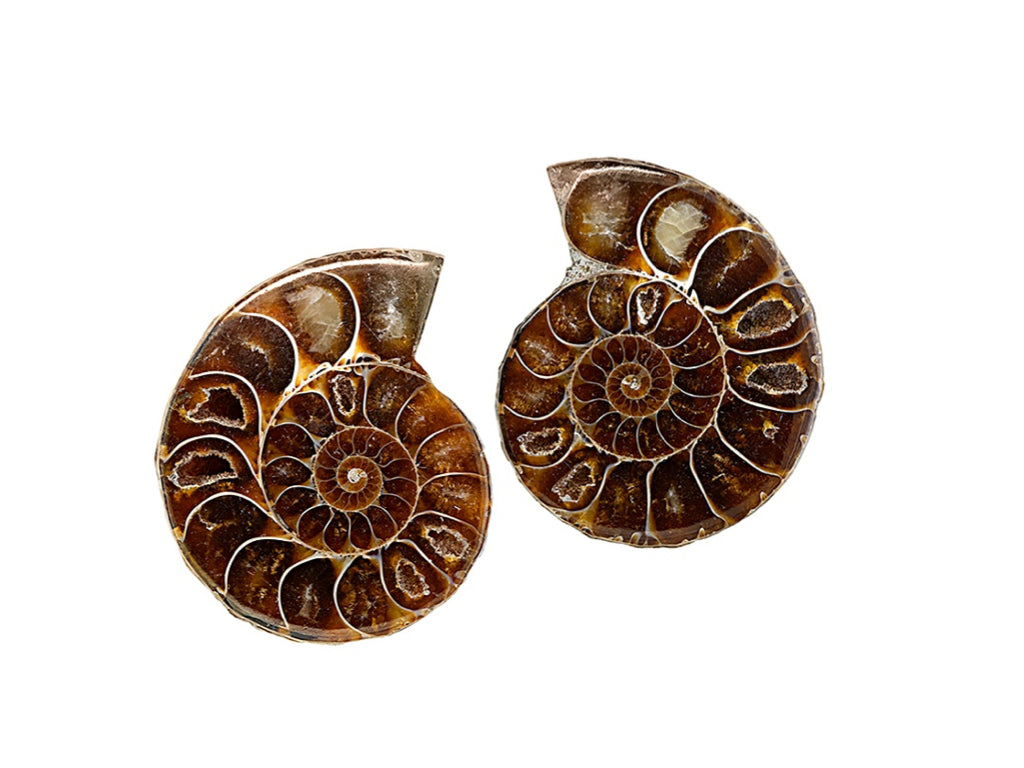 Translation missing: en.Ammonite: Ammonite