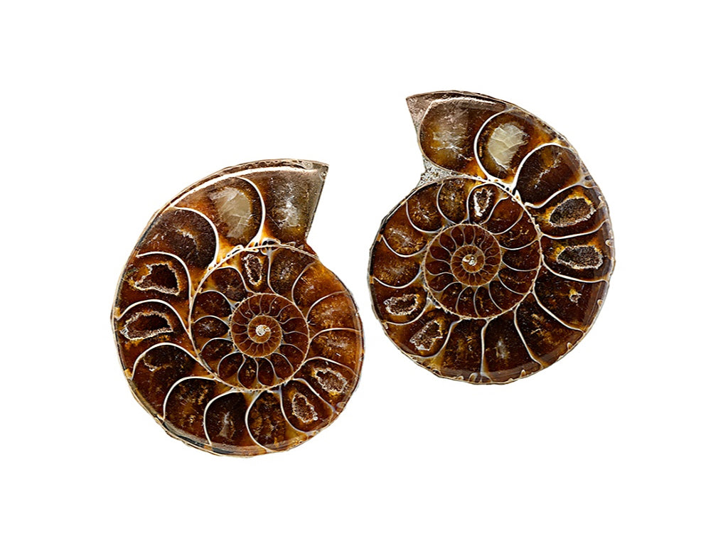 Translation missing: en.Ammonite: Ammonite